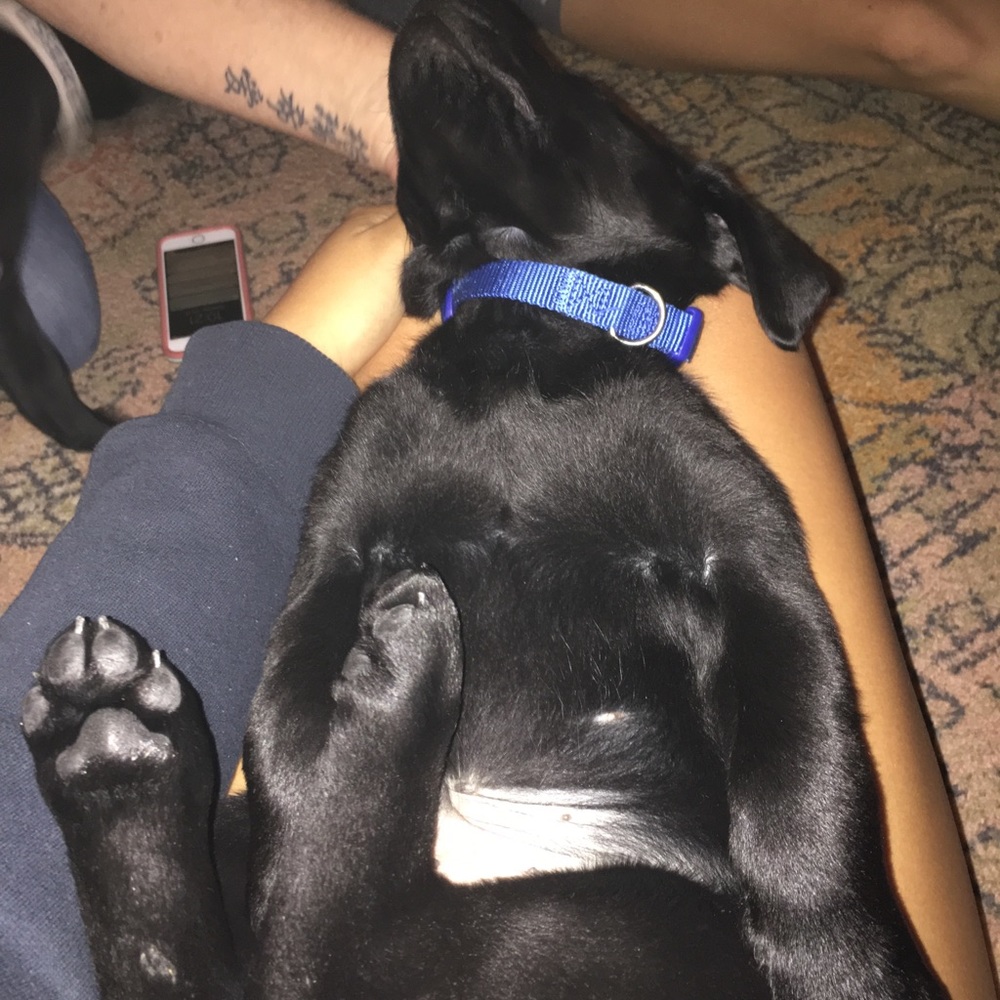 Meet your Posher, Gracie